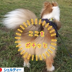 にほんブログ村 犬ブログ シェルティーへ