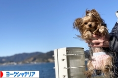 にほんブログ村 犬ブログ ヨークシャーテリアへ