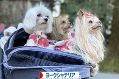 にほんブログ村 犬ブログ ヨークシャーテリアへ