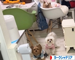 にほんブログ村 犬ブログ ヨークシャーテリアへ