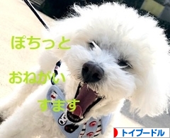 にほんブログ村 犬ブログ トイプードルへ