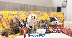 にほんブログ村 犬ブログ ヨークシャーテリアへ