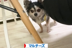 にほんブログ村 犬ブログ マルチーズへ