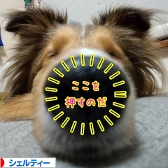 にほんブログ村 犬ブログ シェルティーへ