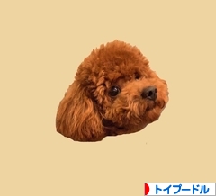 にほんブログ村 犬ブログ トイプードルへ