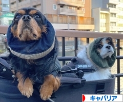 にほんブログ村 犬ブログ キャバリアへ