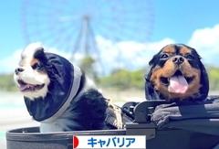 にほんブログ村 犬ブログ キャバリアへ