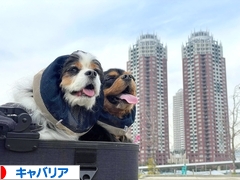 にほんブログ村 犬ブログ キャバリアへ