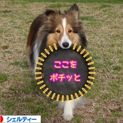 にほんブログ村 犬ブログ シェルティーへ