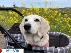 にほんブログ村 犬ブログ ビーグルへ