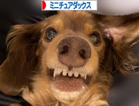 にほんブログ村 犬ブログ ミニチュアダックスフンドへ