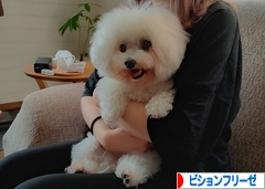 にほんブログ村 犬ブログ ビションフリーゼへ