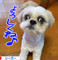 にほんブログ村 犬ブログ シーズーへ