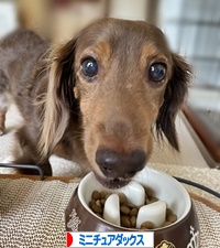 にほんブログ村 犬ブログ ミニチュアダックスフンドへ