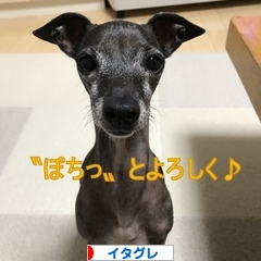 にほんブログ村 犬ブログ イタリアングレーハウンドへ