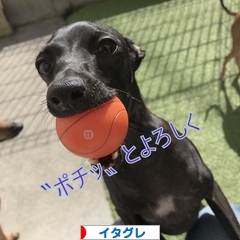 にほんブログ村 犬ブログ イタリアングレーハウンドへ