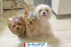 にほんブログ村 犬ブログ ヨークシャーテリアへ