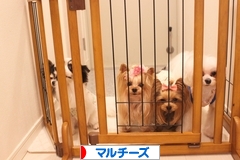 にほんブログ村 犬ブログ マルチーズへ