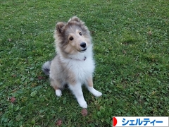 にほんブログ村 犬ブログ シェルティーへ