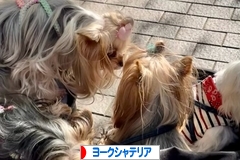 にほんブログ村 犬ブログ ヨークシャーテリアへ