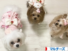 にほんブログ村 犬ブログ マルチーズへ