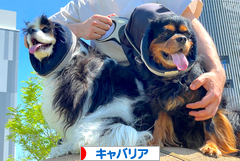 にほんブログ村 犬ブログ キャバリアへ