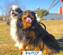 にほんブログ村 犬ブログ キャバリアへ