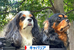 にほんブログ村 犬ブログ キャバリアへ