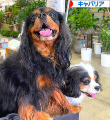 にほんブログ村 犬ブログ キャバリアへ