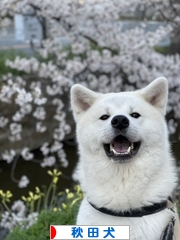 にほんブログ村 犬ブログ 秋田犬へ