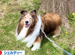 にほんブログ村 犬ブログ シェルティーへ