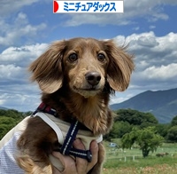 にほんブログ村 犬ブログ ミニチュアダックスフンドへ