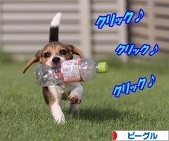 にほんブログ村 犬ブログ ビーグルへ