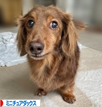 にほんブログ村 犬ブログ ミニチュアダックスフンドへ