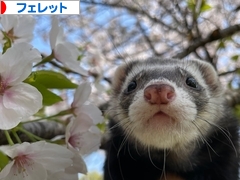 にほんブログ村 小動物ブログ フェレットへ