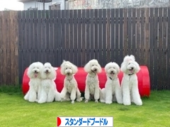 にほんブログ村 犬ブログ スタンダードプードルへ