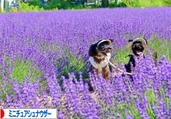 にほんブログ村 犬ブログ ミニチュアシュナウザーへ