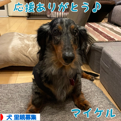 にほんブログ村 犬ブログ 犬 里親募集へ