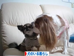 にほんブログ村 犬ブログ 犬のいる暮らしへ