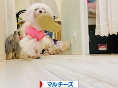 にほんブログ村 犬ブログ マルチーズへ