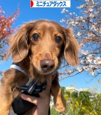 にほんブログ村 犬ブログ ミニチュアダックスフンドへ