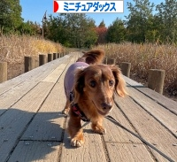 にほんブログ村 犬ブログ ミニチュアダックスフンドへ