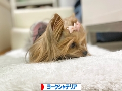 にほんブログ村 犬ブログ ヨークシャーテリアへ