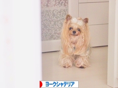 にほんブログ村 犬ブログ ヨークシャーテリアへ