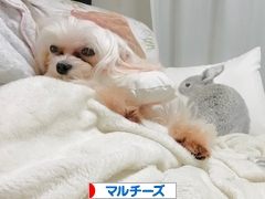 にほんブログ村 犬ブログ マルチーズへ