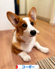 にほんブログ村 犬ブログ コーギーへ