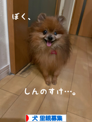 にほんブログ村 犬ブログ 犬 里親募集へ