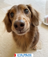 にほんブログ村 犬ブログ ミニチュアダックスフンドへ