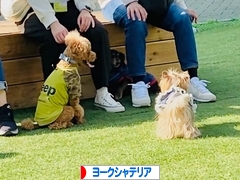 にほんブログ村 犬ブログ ヨークシャーテリアへ