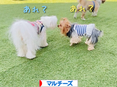 にほんブログ村 犬ブログ マルチーズへ